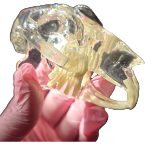 Modelo anatómico de patología dental en conejos